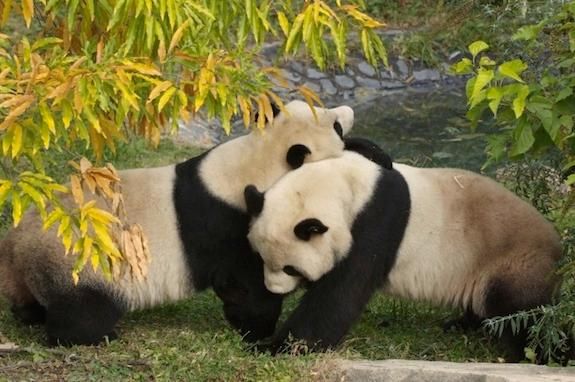 Take a tip from the National Zoo’s giant pandas, a hug can go a long way.