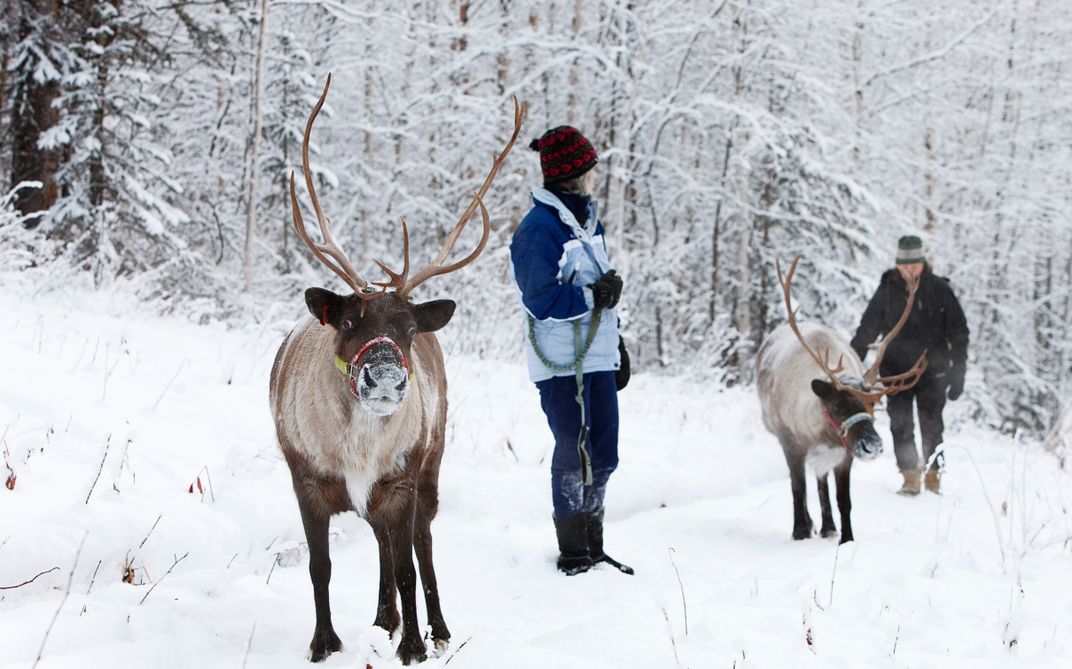 Visiting reindeer outside Fairbanks. Credit: Running Reindeer Ranch