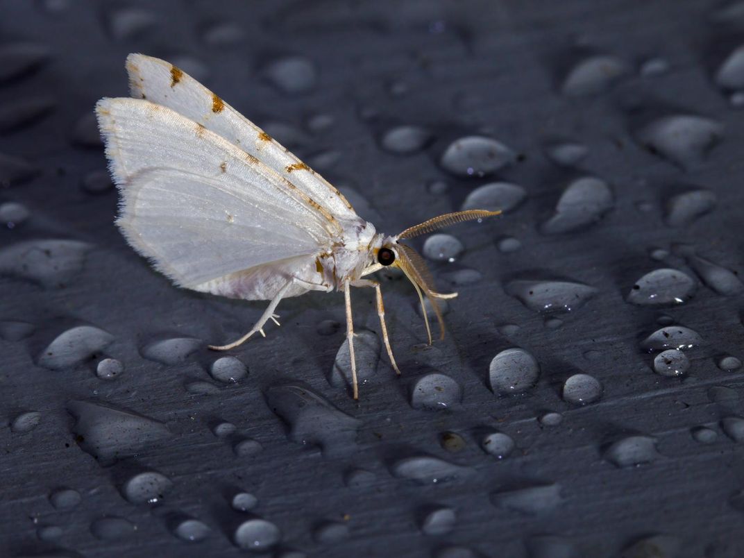 These Moths Are So Gorgeous They 'Put Butterflies to Shame', Science