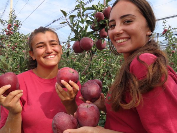 The red apples and natural smiles thumbnail