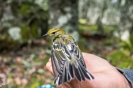 A young blackpoll warbler with a NanoTag on Borgles Island, Nova Scotia