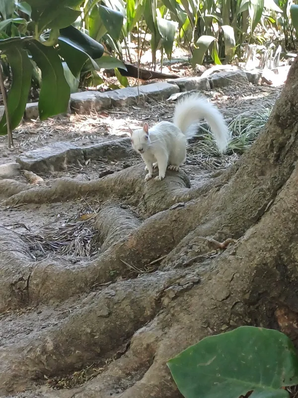 Albino Squirrel thumbnail