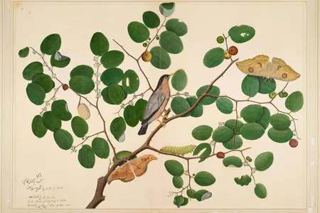 Shaikh Zain ud-Din’s Brahminy Starling with Two Antheraea Moths, Caterpillar, and Cocoon on an Indian Jujube Tree was originally part of an album commissioned by his British patrons.