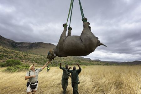 A black rhino takes to the air in the first stage of its venture during the 2013 World Wildlife Fund's Black Rhino Expansion Project.