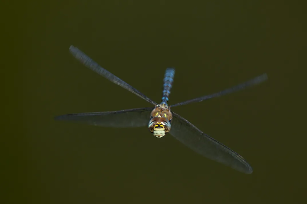 a dragonfly in flight, approaching the camera