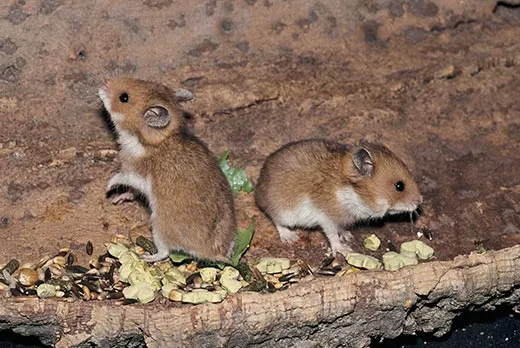 Hamsters in medical research