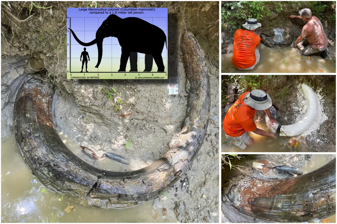 multiple images of people digging out the fossil and covering it in plaster. One image shows a comparison between the size of a mammoth and a human. The human does not even reach the bottom of the mammoth's tusk