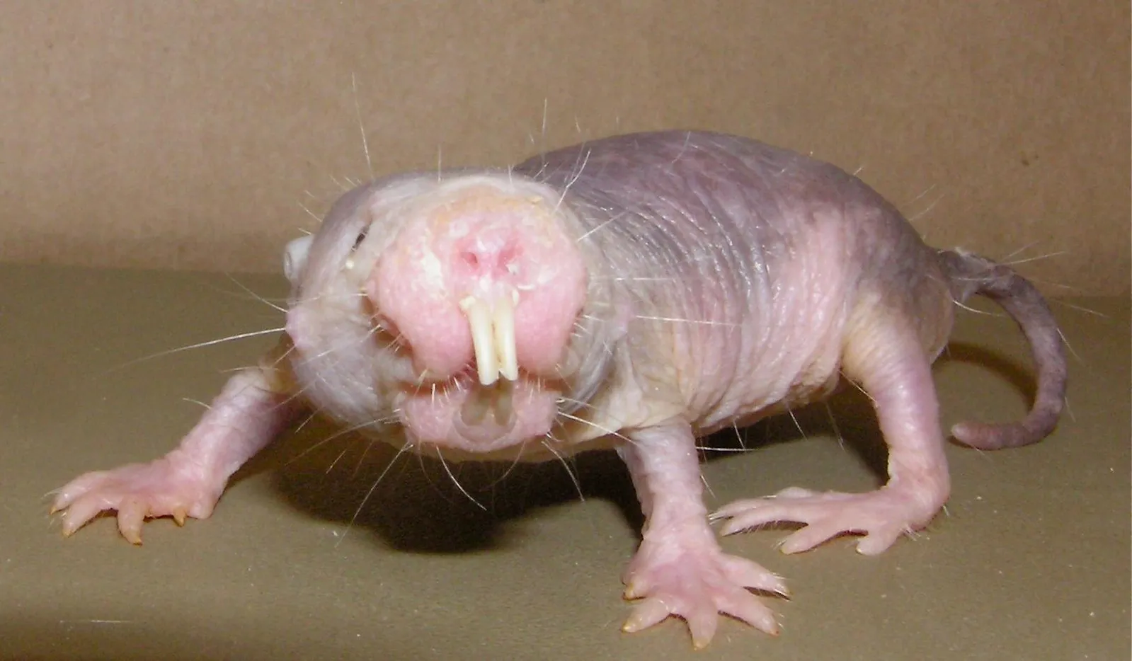 The Naked Mole-Rat, an Alien in Our Midst