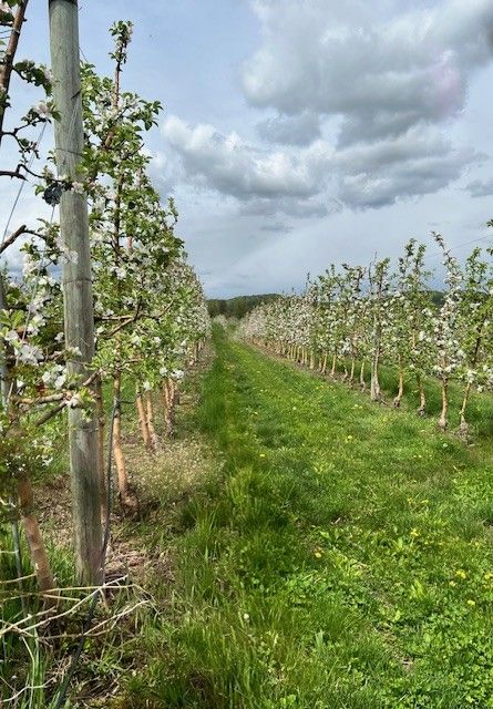 Apple Orchard in New England thumbnail