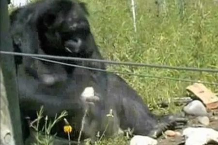 Kanzi creates his hominid-rivaling tools.