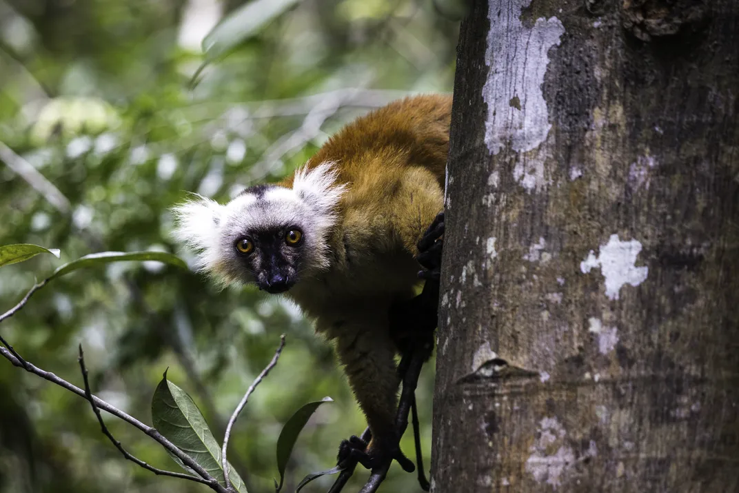 Black lemur in the jungles of Nosy Komba, Madagascar