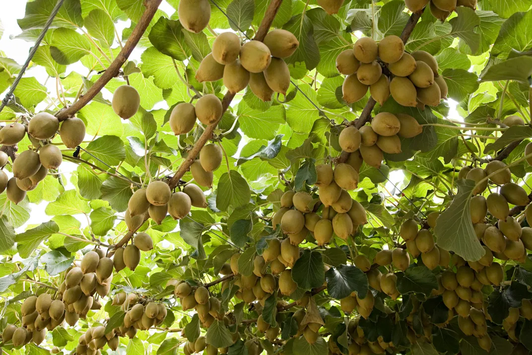 Kiwis grow on a plant