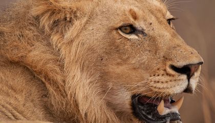 What 70 Years of Data Says About Where Predators Kill Humans