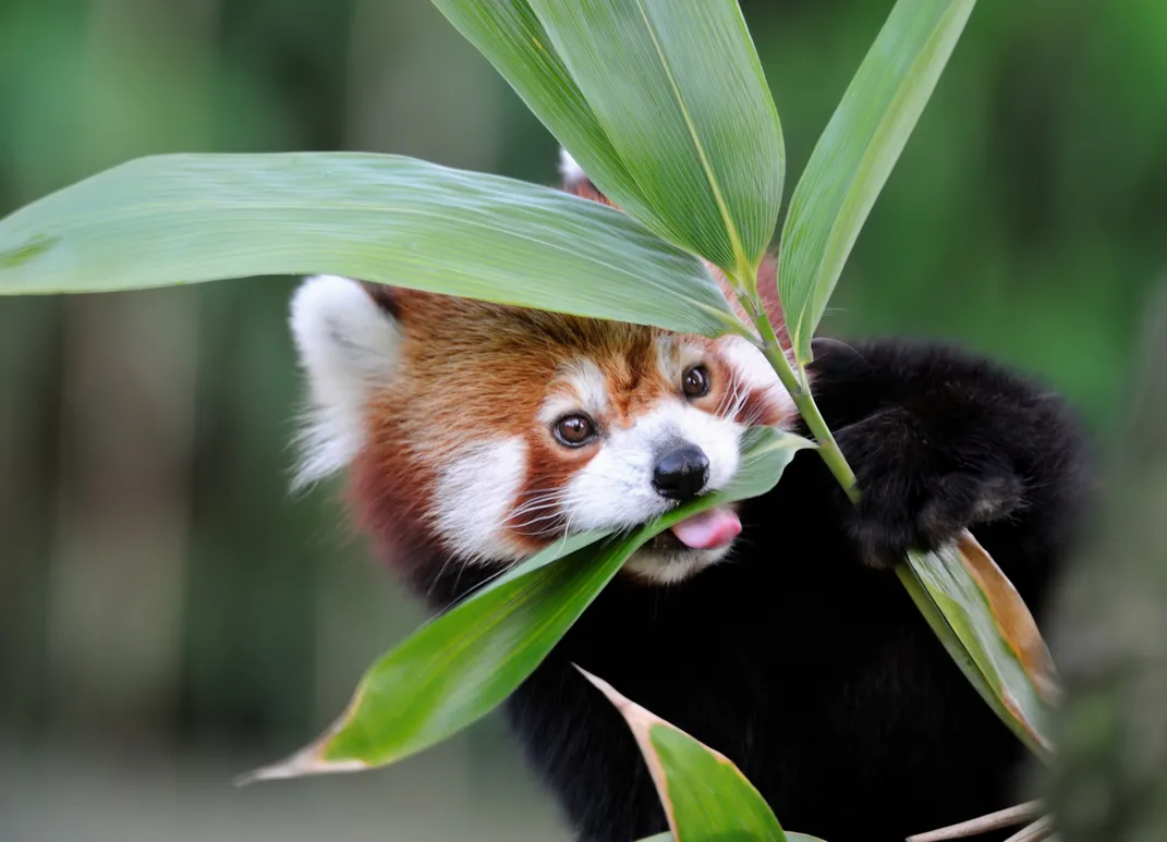 Image of a red panda eating bamboo leaves