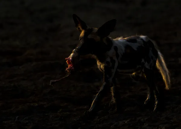 Caravaggio Puppy thumbnail