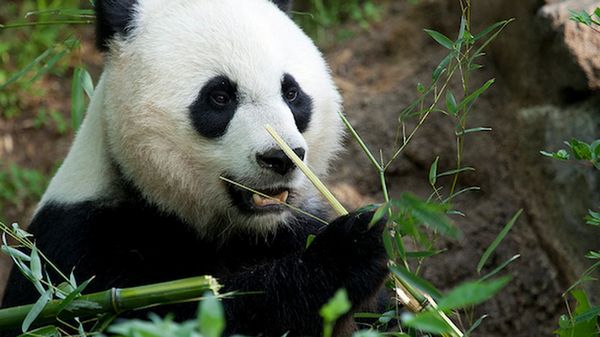 Preview thumbnail for Sneak Peek of Panda at the National Zoo