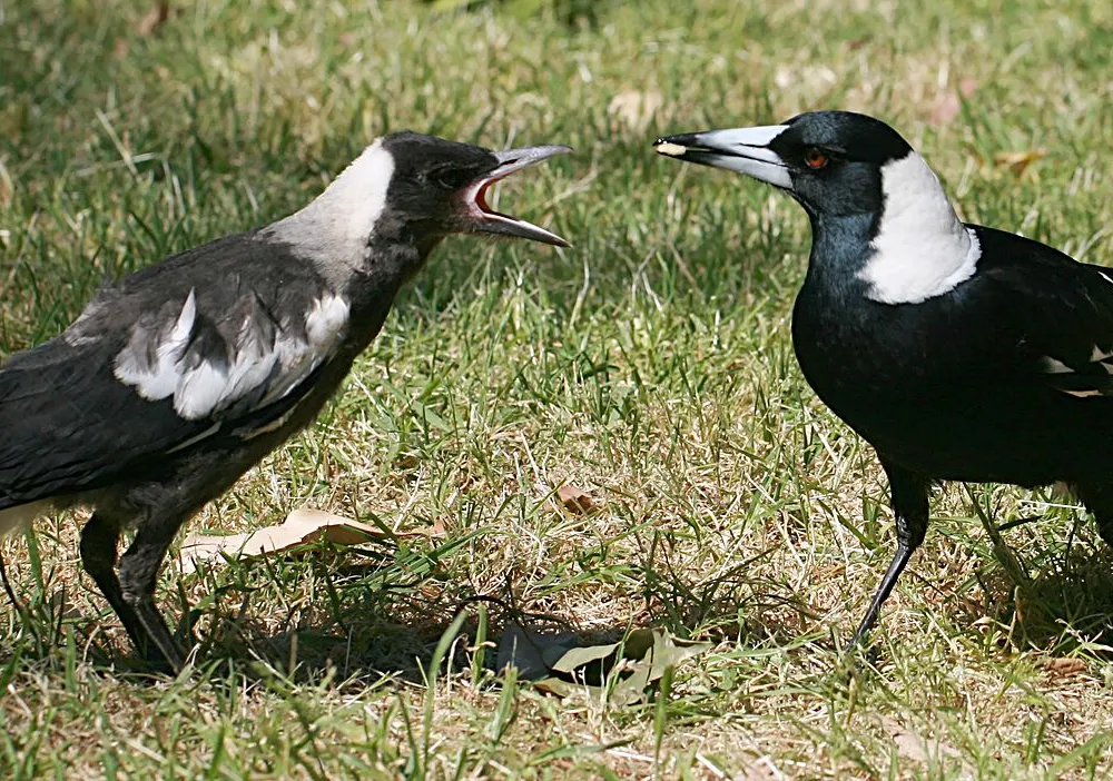 An image of two magpies together standing in the grass. The birds are facing each other