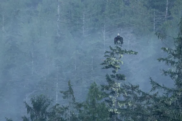 Bald Eagle watching a salmon stream in the Great Bear Rainforest thumbnail