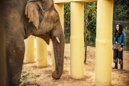 Cher stands with Kaavan, the elephant she helped rescue. 