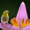 See 15 Amazing Photos of Beautiful Birds icon