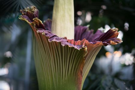 One of the stinky blooms at the U.S. Botanic Garden just starting to open last year.