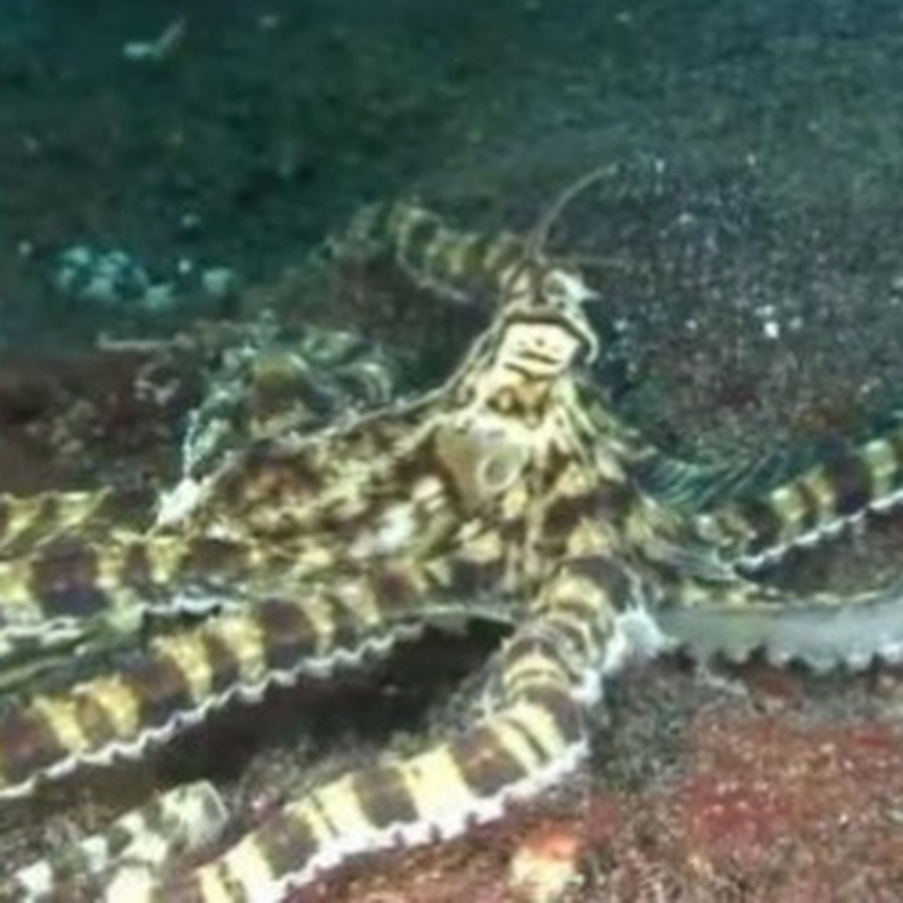 Mimic Octopus Sole Fish Mimic Octopuses ~ MarineBio Conservation