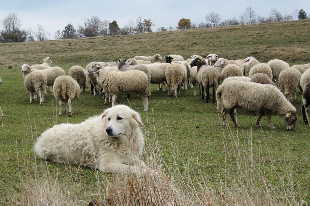 Sheep Dog