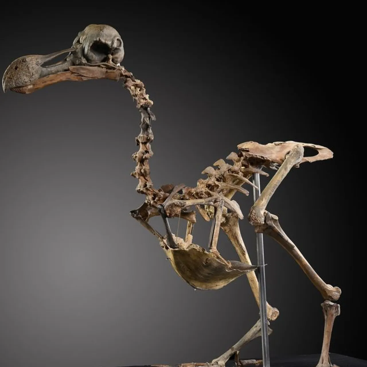 Dodo Bird Extinction Status