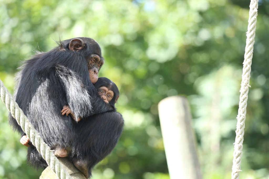 Two chimpanzees hugging each other against a green backdrop