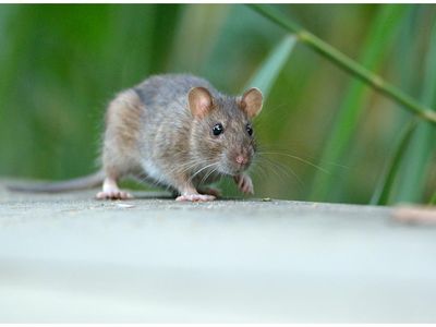 The brown rat is among the few hundred animal genomes that have been sequenced. Only 8.7 billion more to go...