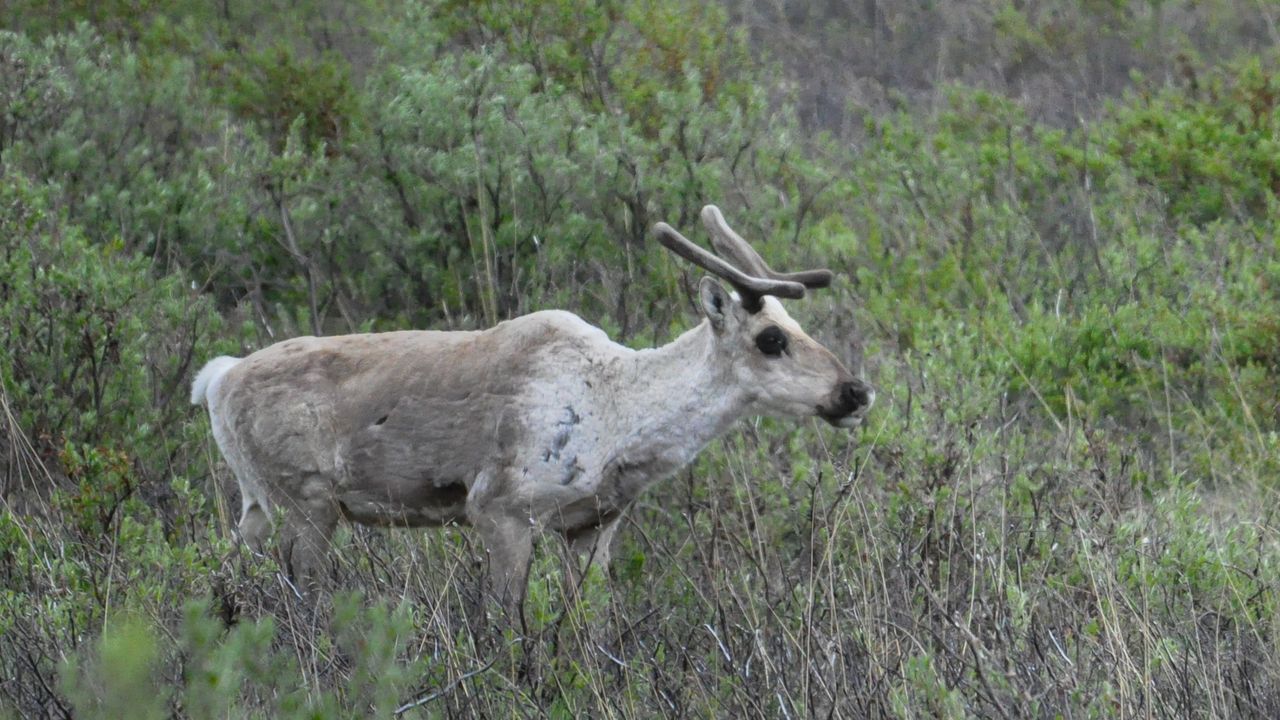 Rarest Deer Species In The World