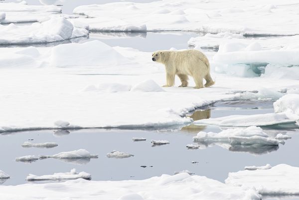 Polar Bear 1, Svalbard thumbnail