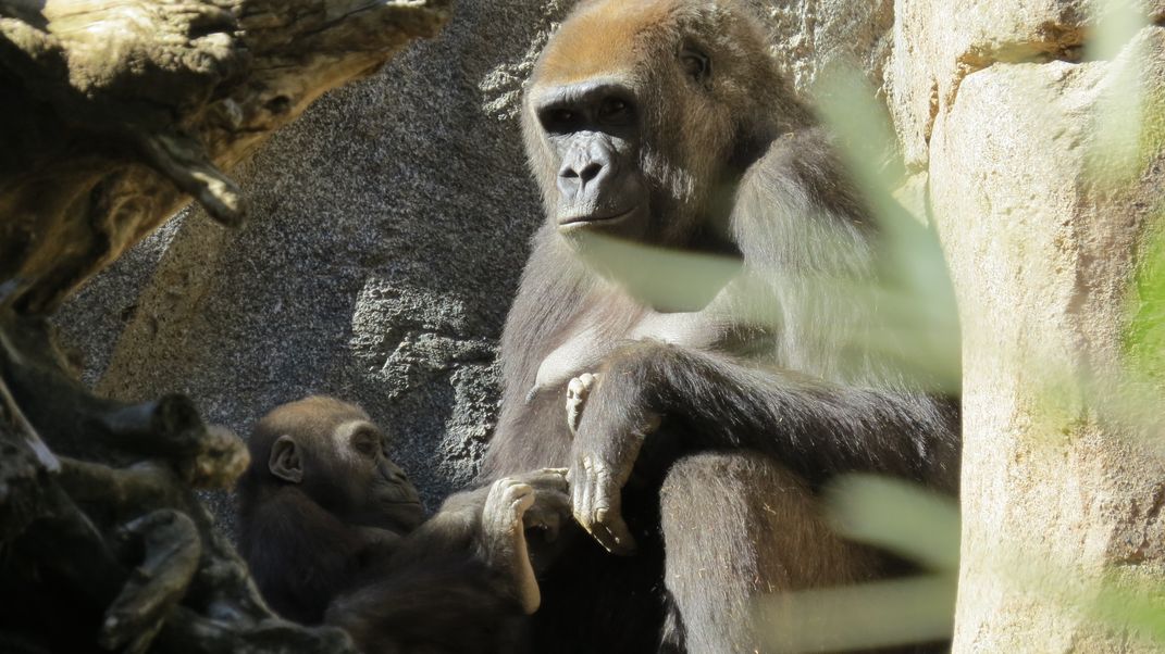 Western Gorillas | Smithsonian Photo Contest | Smithsonian Magazine