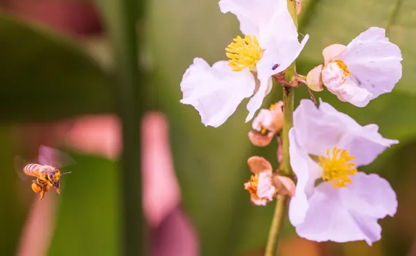 Buzzing With Pollen thumbnail