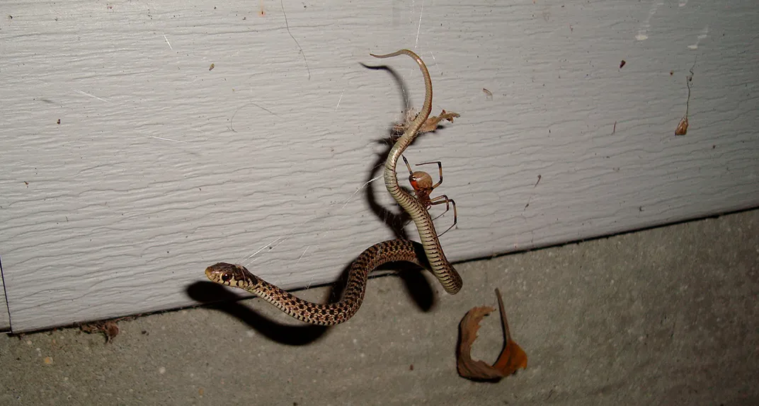 juvenile Eastern garter snake stuck in a brown widow web