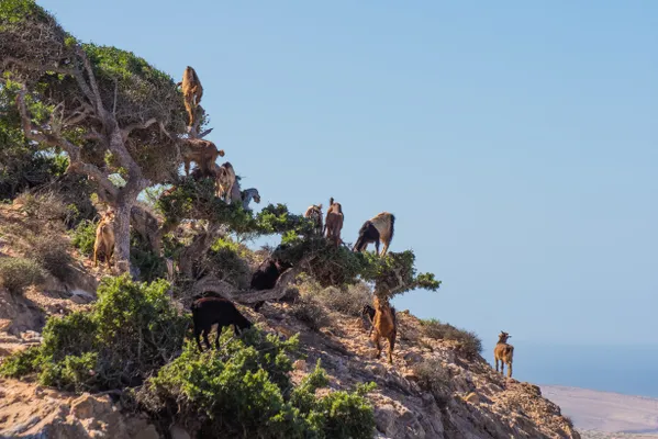 Goats Feasting on Argan Trees thumbnail