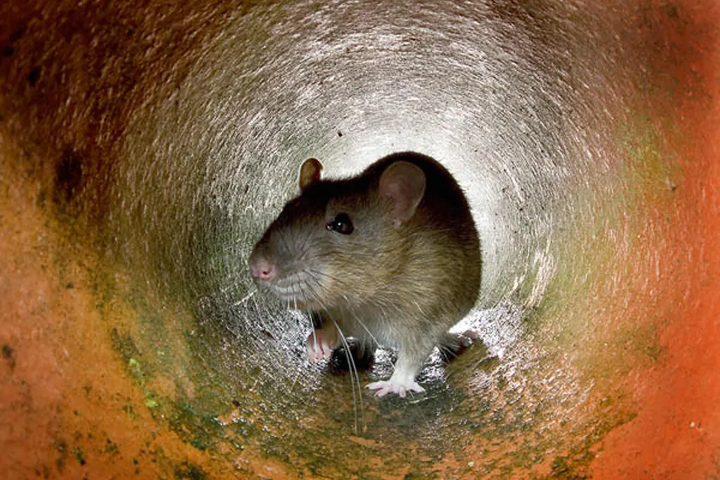A rat crawling through a pipe