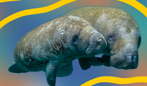 manatee.png