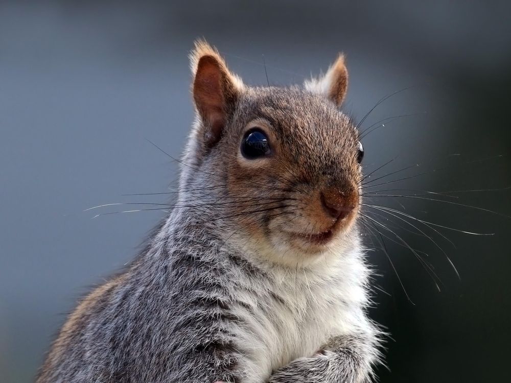 Grey Squirrel