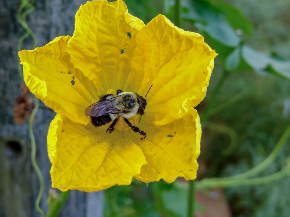 Bee on a squash blossom Smithsonian Photo Contest Smithsonian Magazine