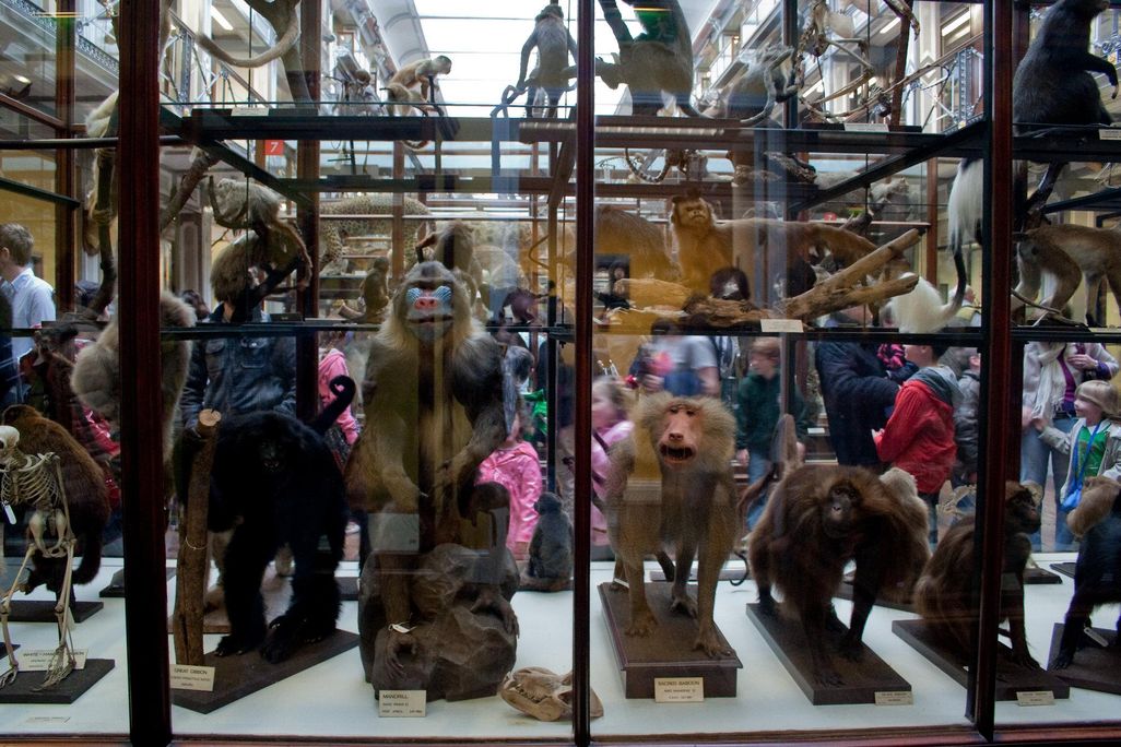 Animal specimens at Dublin's Natural History Museum
