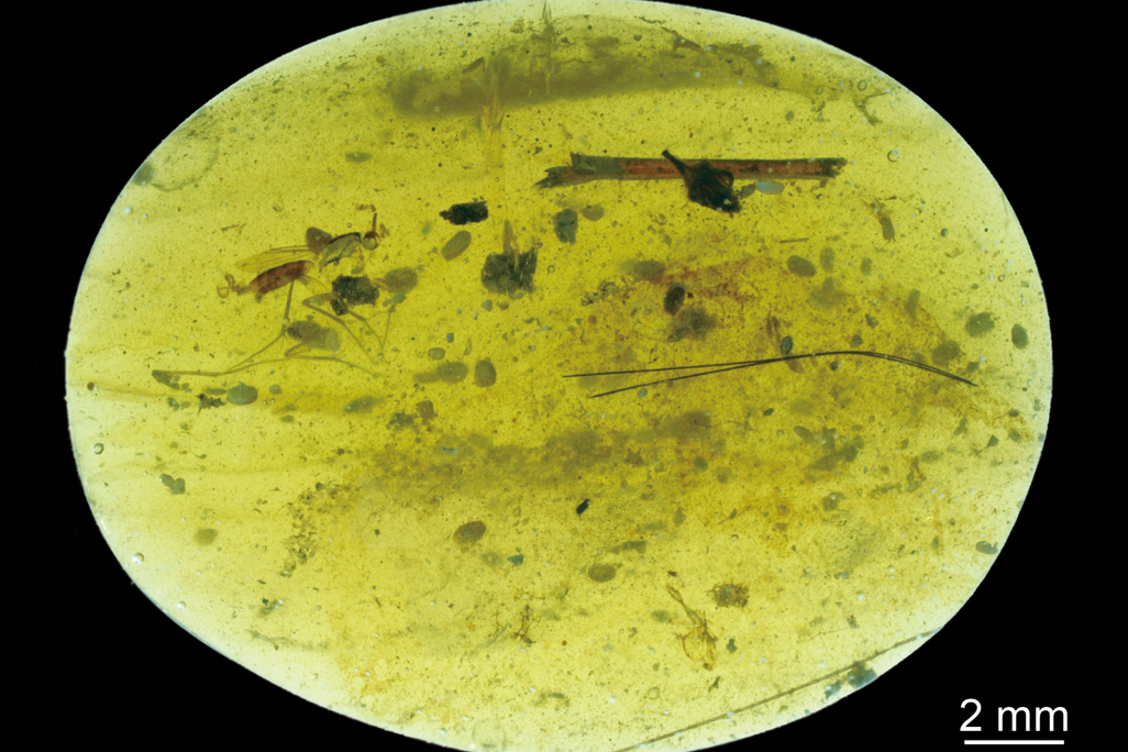 Amber ostracods