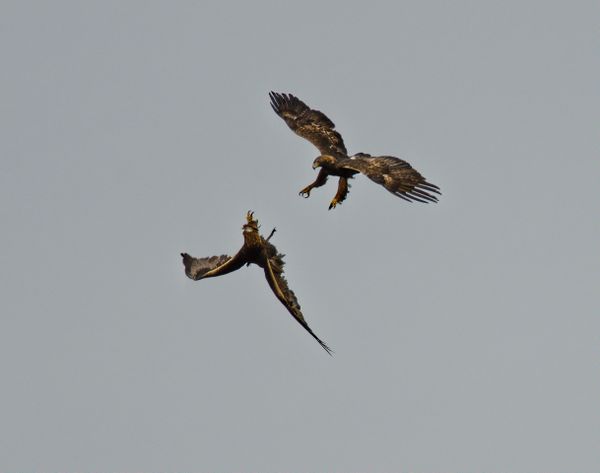Golden squabble - 2 eagles squabbling over a stick thumbnail