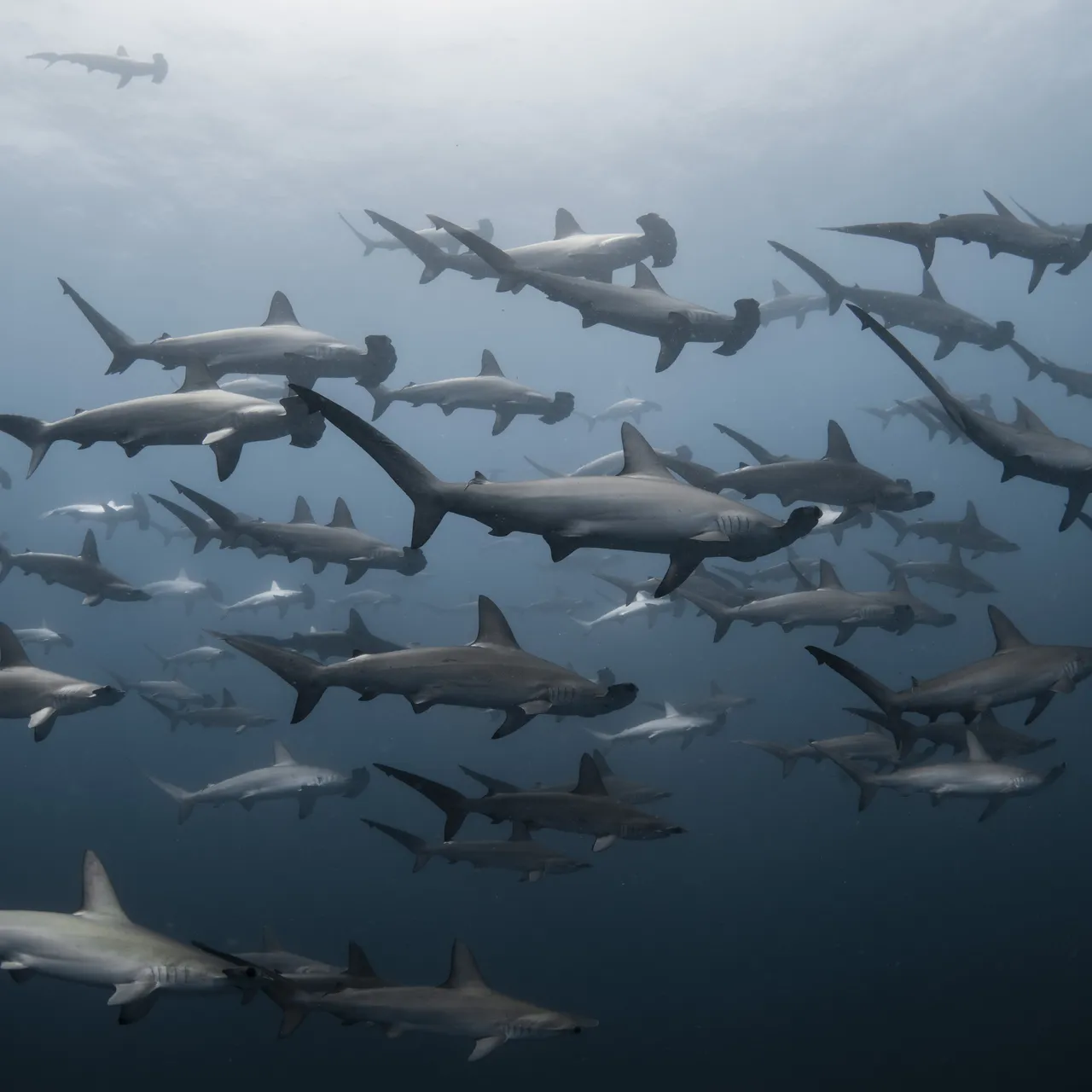 20 Shark Week Photos That Will Terrify and Delight You This Summer