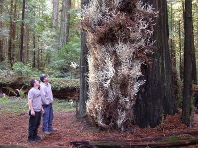 An albino redwood in Humboldt Country. 