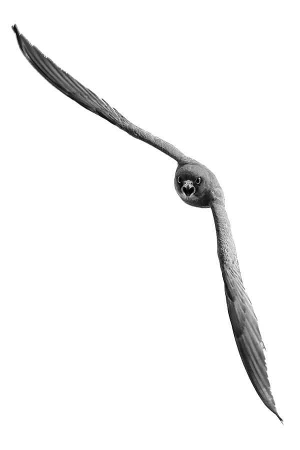 Attack of the Hunter thumbnail