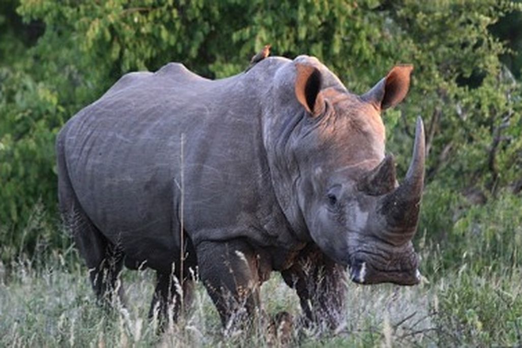 A white rhino in Kruger National Park, South Africa