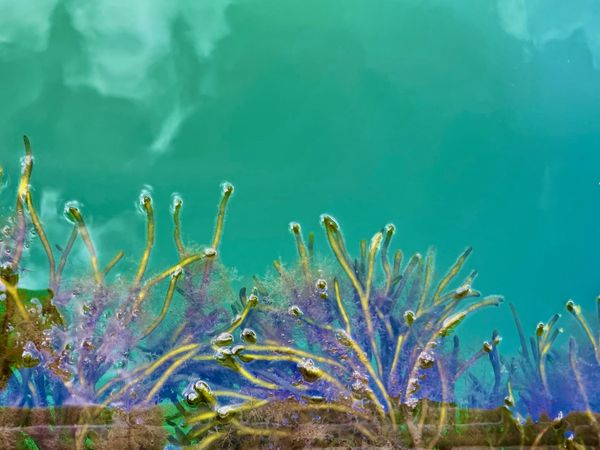 Seaweed, Sky, and Sea thumbnail
