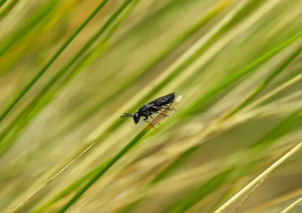 Soldier Fly Among the Grass thumbnail