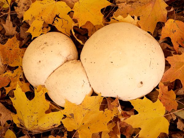 Unity of Three Puffball Mushrooms thumbnail